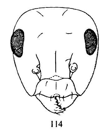 Head of Camponotus fallax's worker.jpg