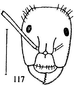 Head of Camponotus vagus minor worker.jpg