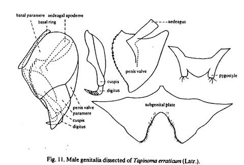 Male genitalia dissected of Tapinoma erraticum.jpg