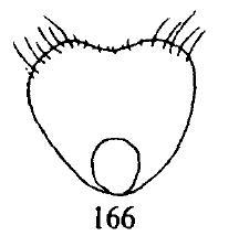 Male's petiole scale of Forminca lemani.jpg