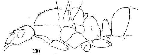 Male of Formica rufa.jpg