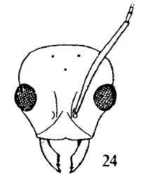 Male's head of Tapinoma erraticum.jpg