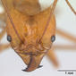 Atta cephalotes (CASENT0173617, head)