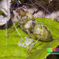 Queen Weaver ant (Oecophylla smaragdina)