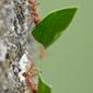 Leaf cutter ants