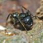 Carpenter Ant Camponotus vagus