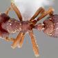 Eurhopalothrix floridana (casent0006100) dorsal