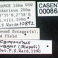 Camponotus vagus (casent0008640) label