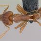 Strumigenys godeffroyi (casent0060226) dorsal