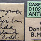 Onychomyrmex hedleyi (casent0102178) label