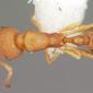 Cardiocondyla emeryi (casent0102968) dorsal