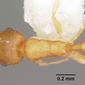 Cardiocondyla wroughtonii (casent0102969) dorsal