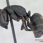 Camponotus vagus (casent0103335) profile
