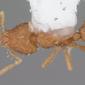 Strumigenys eggersi (casent0103845) dorsal