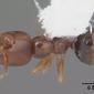 Myrmelachista ramulorum (casent0104126) dorsal