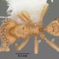 Strumigenys emmae (casent0104133) dorsal