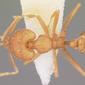 Strumigenys rogeri (casent0104529) dorsal
