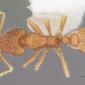Strumigenys silvestrii (casent0104531) dorsal