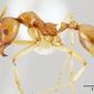Aphaenogaster pythia (casent0106131) profile