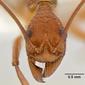 Aphaenogaster araneoides (casent0106242) head