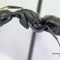 Camponotus vagus (casent0179914) profile