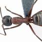 Camponotus ligniperda (casent0179919) dorsal