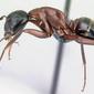 Camponotus ligniperda (casent0179919) profile