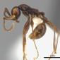 Aenictus laeviceps (casent0217377) profile