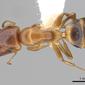 Camponotus abditus (casent0249379) dorsal