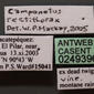 Camponotus rectithorax (casent0249396) label