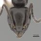 Tapinoma erraticum (casent0249760) head