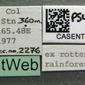 Amblyopone australis (casent0260444) label
