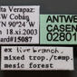 Camponotus abscisus (casent0280100) label