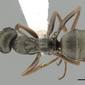 Formica lemani (casent0280391) dorsal
