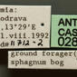 Formica lemani (casent0280391) label