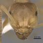 Lasius carniolicus (casent0280471) head