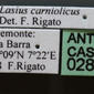 Lasius carniolicus (casent0280471) label