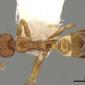 Strumigenys baudueri (casent0280694) dorsal