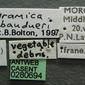 Strumigenys baudueri (casent0280694) label