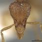 Strumigenys tenuipilis (casent0280695) head