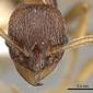 Myrmica cachmiriensis (casent0280835) head