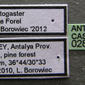 Crematogaster jehovae (casent0281540) label