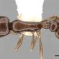 Cardiocondyla nigra (casent0281805) dorsal