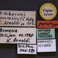 Myrmica caucasicola (casent0900285) label