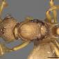 Myrmica karavajevi (casent0900286) dorsal