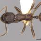 Myrmica brancuccii (casent0900337) dorsal