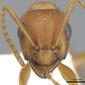 Formica curiosa (casent0903280) head