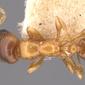 Cardiocondyla bulgarica (casent0904462) dorsal