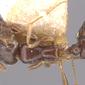 Cardiocondyla stambuloffii (casent0904463) dorsal
