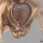 Cardiocondyla stambuloffii (casent0904463) head